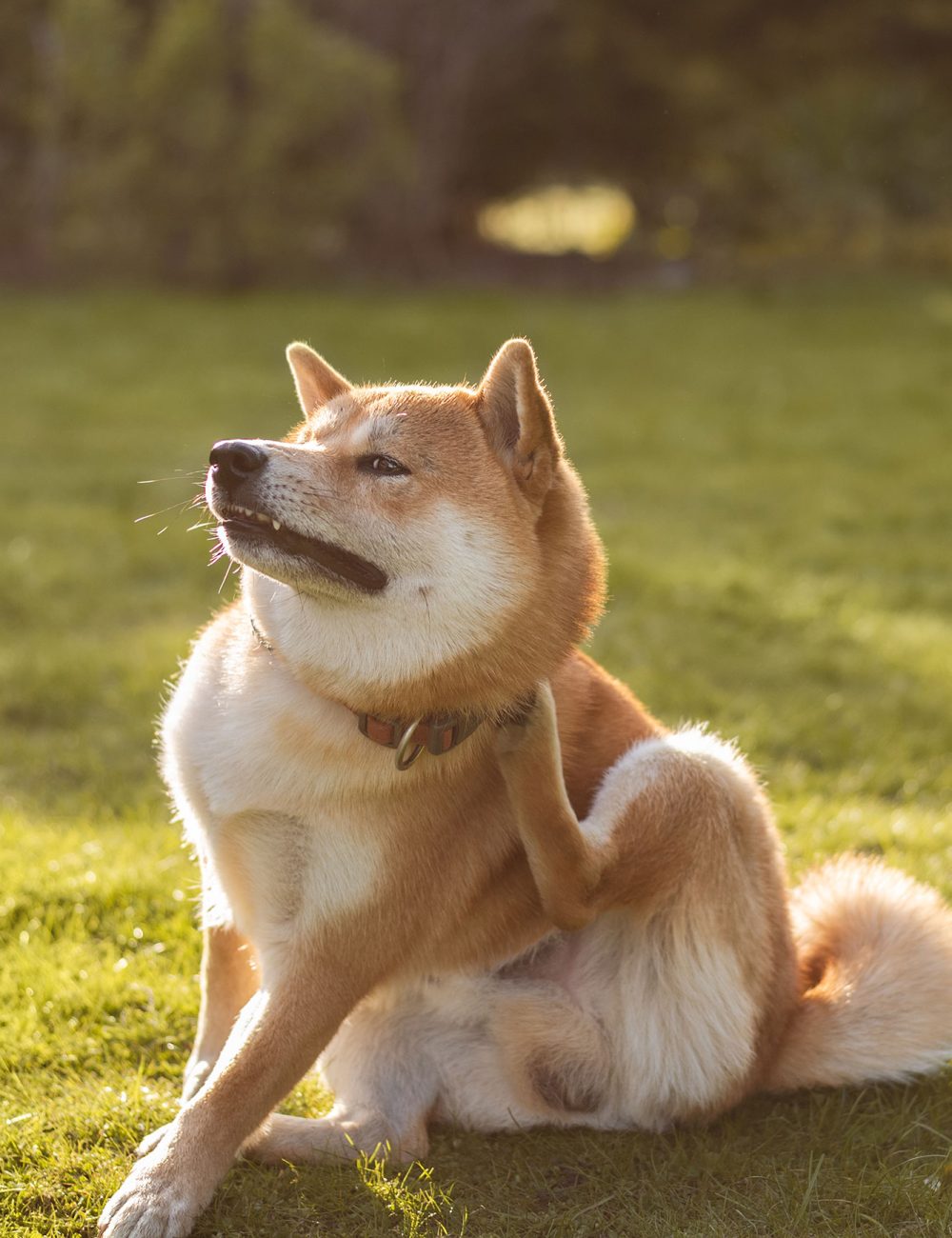 dog