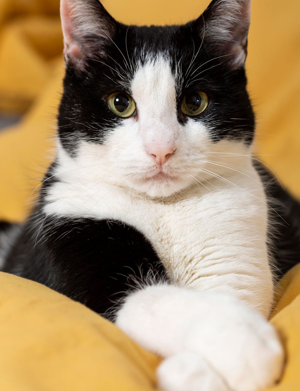 gato